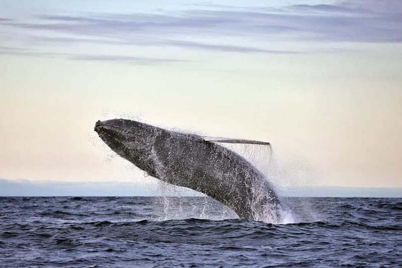 Húsavík: Original Big Whale Safari & Puffins by Speedboat - Key Points