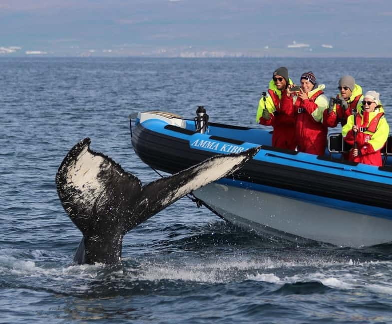 Húsavík: Original Big Whale Safari & Puffins by Speedboat - Frequently Asked Questions