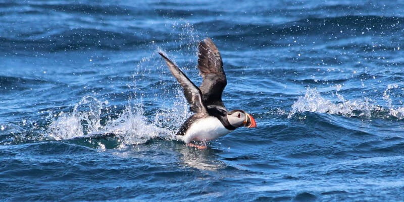 Húsavík: Original Big Whale Safari & Puffins by Speedboat - Final Thoughts