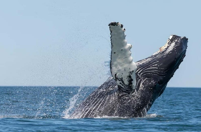Húsavík: Traditional Whale Watching by Local Family Company - An In-Depth Look at the Experience