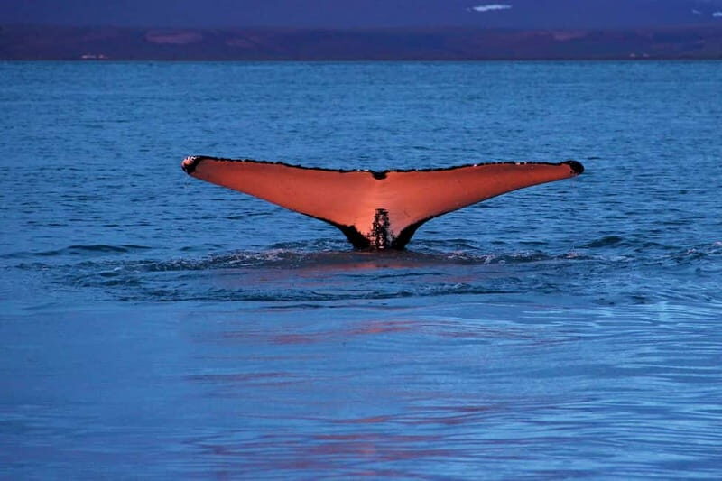 Húsavík: Traditional Whale Watching by Local Family Company - Practical Tips for Your Whale Watching Trip