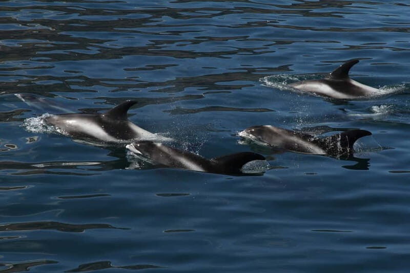 Húsavík: Traditional Whale Watching by Local Family Company - FAQs