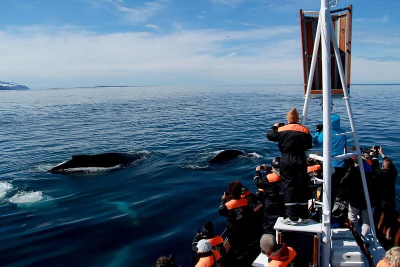 Húsavík: Traditional Whale Watching by Local Family Company - The Bottom Line