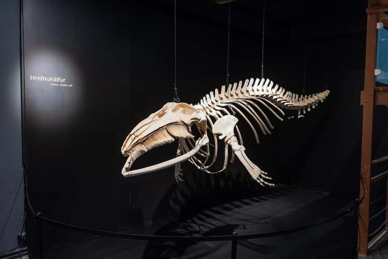 Húsavík: Whale Museum Entry Ticket - Deep Dive into the Exhibits