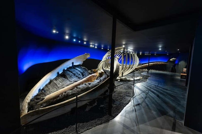 Húsavík: Whale Museum Entry Ticket - Pricing and Value