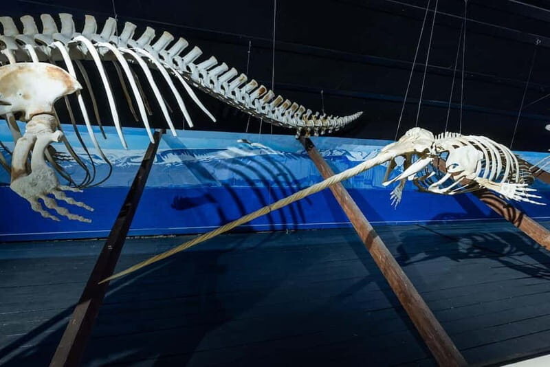 Húsavík: Whale Museum Entry Ticket - Who Should Visit?