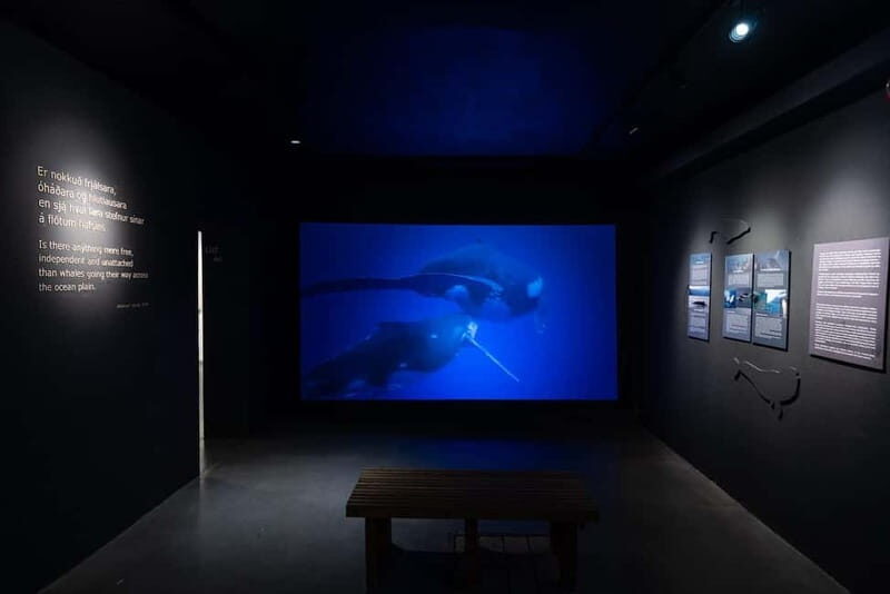 Húsavík: Whale Museum Entry Ticket - The Sum Up