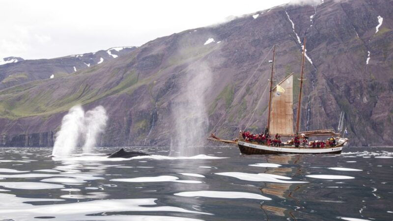 husavik-whale-watching-by-traditional-wooden-sailing-ship