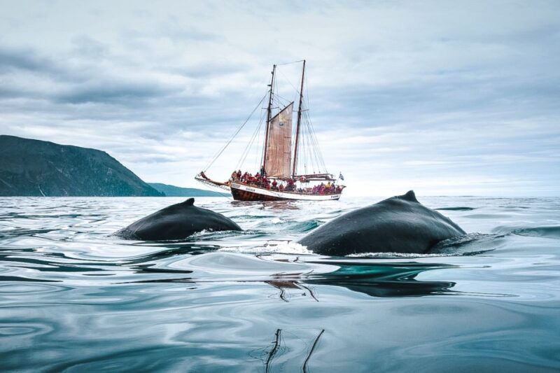 husavik-whale-watching-by-traditional-wooden-sailing-ship