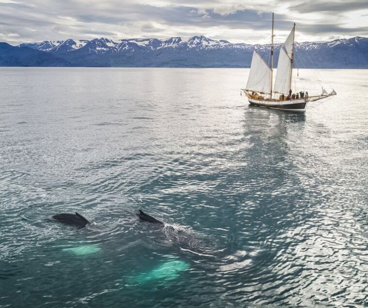 husavik-whale-watching-by-traditional-wooden-sailing-ship
