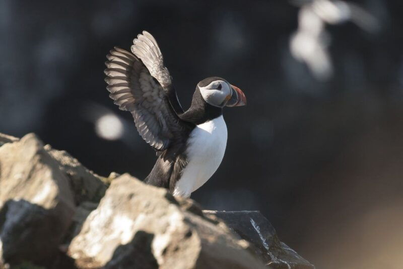 husavik-whale-watching-cruise-and-puffins-guided-tour