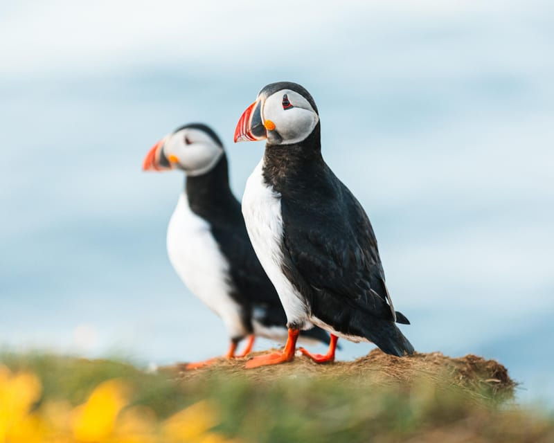 husavik-whale-watching-cruise-and-puffins-guided-tour