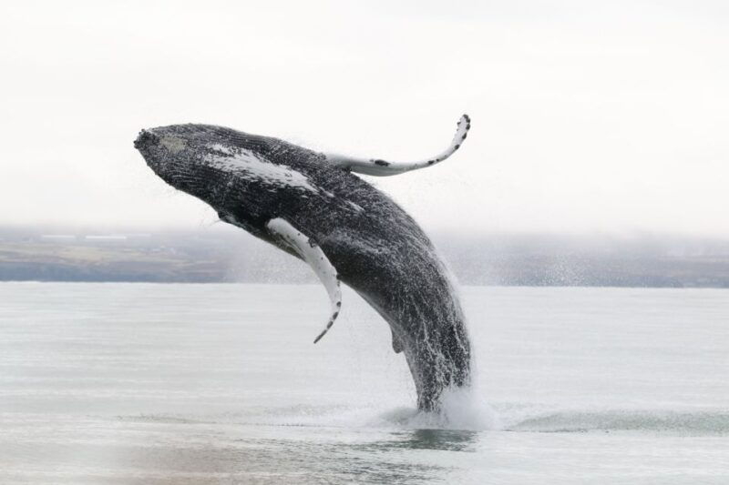 husavik-whale-watching-cruise-and-puffins-guided-tour