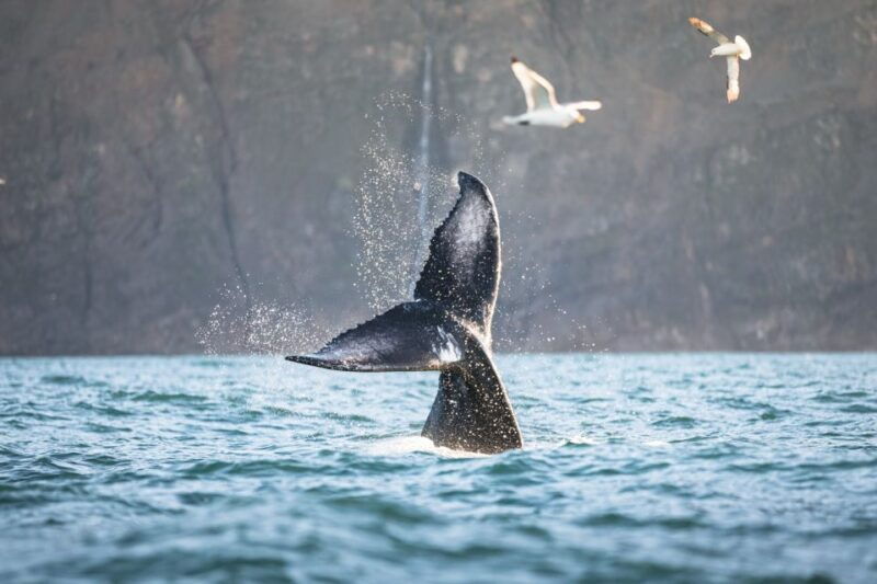 husavik-whale-watching-cruise-and-puffins-guided-tour