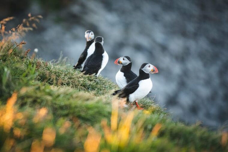 husavik-whale-watching-cruise-and-puffins-guided-tour