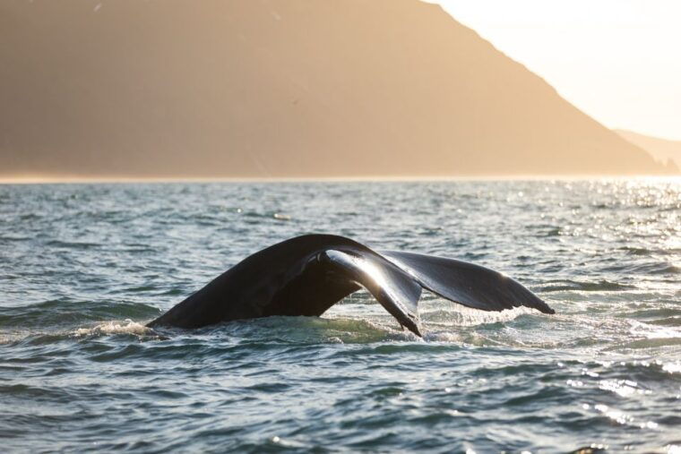 husavik-whale-watching-cruise-and-puffins-guided-tour