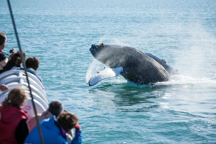husavik-whale-watching-cruise-and-puffins-guided-tour