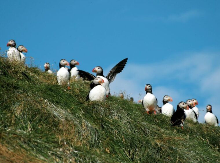 husavik-whale-watching-cruise-and-puffins-guided-tour