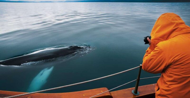 husavik-whale-watching-on-a-carbon-neutral-oak-boat