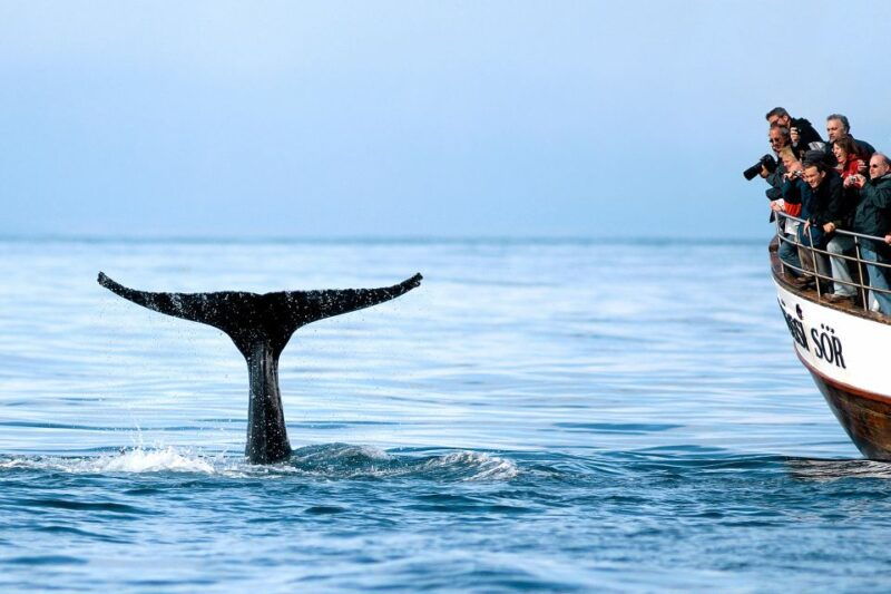 husavik-whale-watching-on-a-carbon-neutral-oak-boat