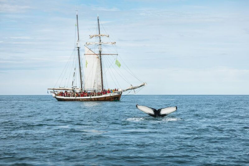 husavik-whale-watching-on-a-carbon-neutral-oak-boat