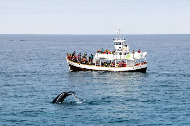 husavik-whale-watching-on-a-carbon-neutral-oak-boat