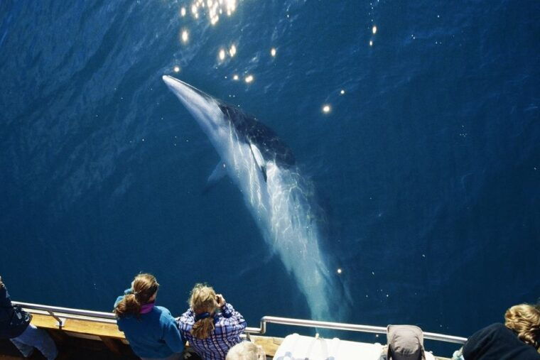 husavik-whale-watching-on-a-carbon-neutral-oak-boat