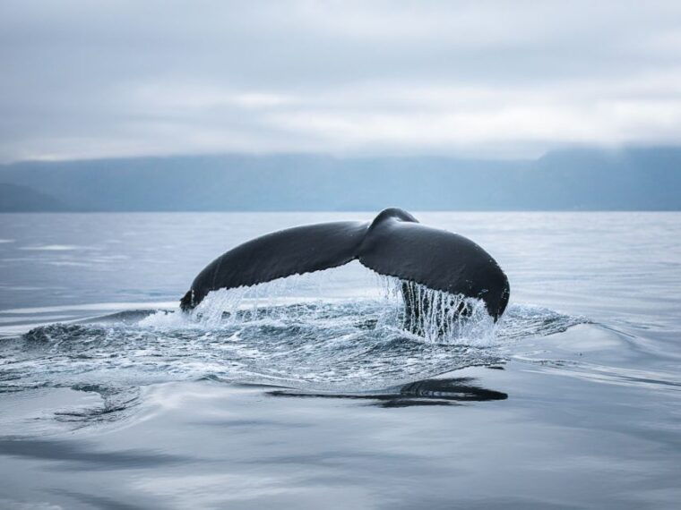 husavik-whale-watching-on-a-carbon-neutral-oak-boat