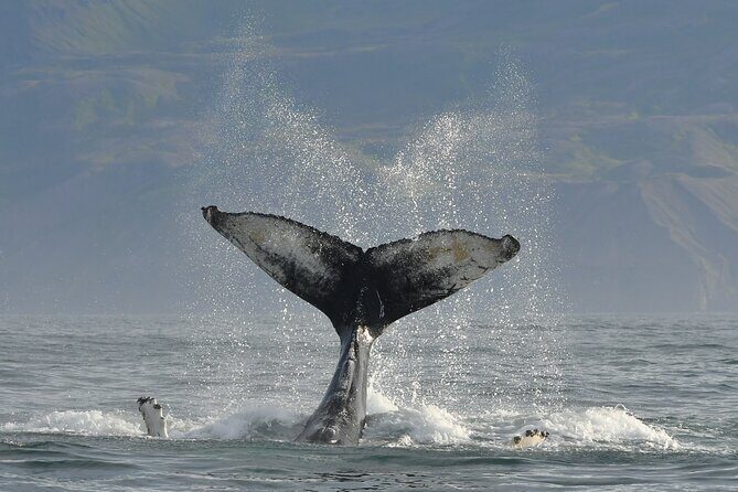 Húsavík Whale Watching Tour, family owned and operated - Final Thoughts