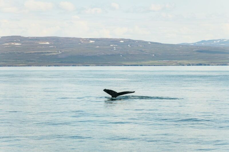 husavik-whale-watching-tour-with-guide
