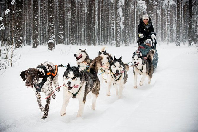 husky-dog-sledding-tour-from-riga