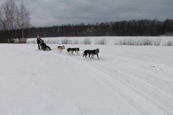 husky-dog-sledding-tour-from-riga