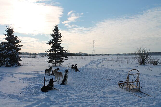 husky-dog-sledding-tour-from-riga