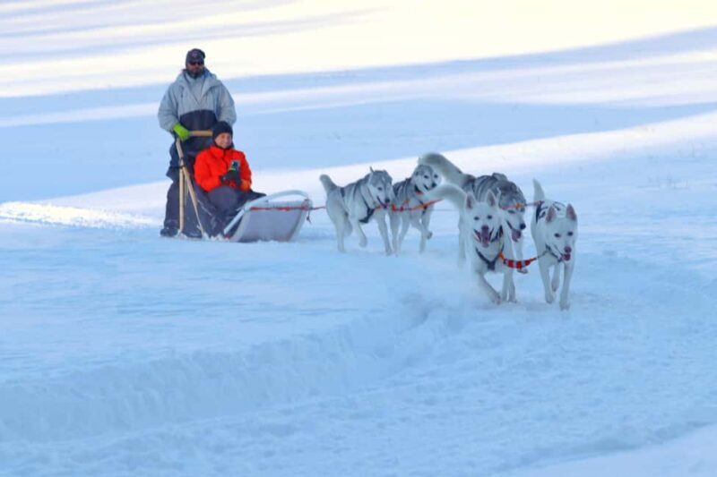 Husky Farm Visit with HuskySled Ride and Campfire - The Sled Ride: Speed, Excitement, and Connection