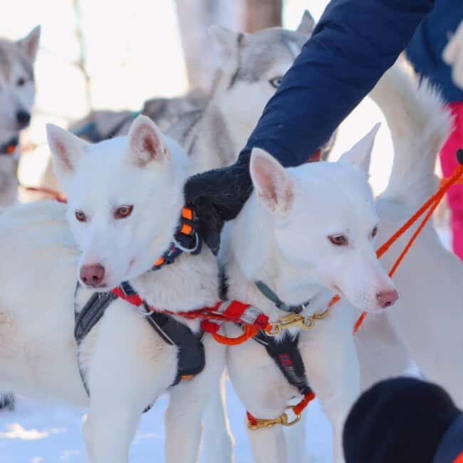 Husky Farm Visit with HuskySled Ride and Campfire - The Practicalities: What You Need to Know