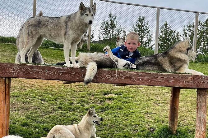 husky-petting-in-akureyri-private-2