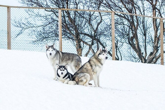 husky-petting-in-akureyri-private
