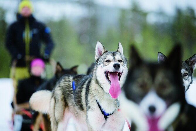 husky-safari-from-levi-2-km-or-5-km-with-husky-sledge-ride-2