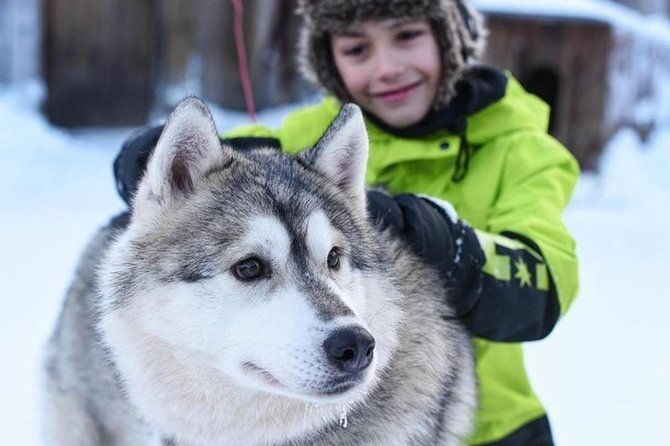 husky-safari-from-levi-2-km-or-5-km-with-husky-sledge-ride-2