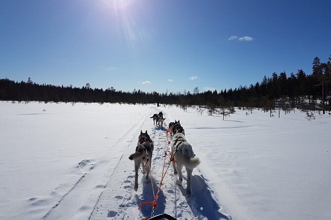 husky-safari-from-levi-2-km-or-5-km-with-husky-sledge-ride