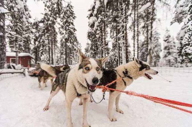 husky-safari-from-levi-2-km-or-5-km-with-husky-sledge-ride