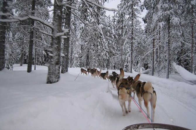 husky-safari-from-levi-2-km-or-5-km-with-husky-sledge-ride