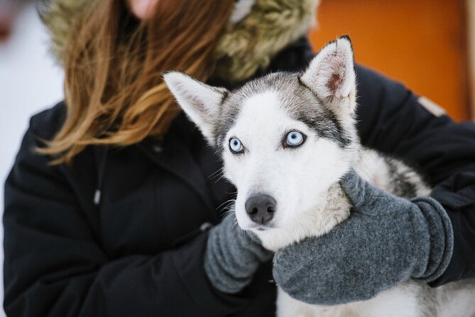 husky-safari-from-levi-2-km-or-5-km-with-husky-sledge-ride