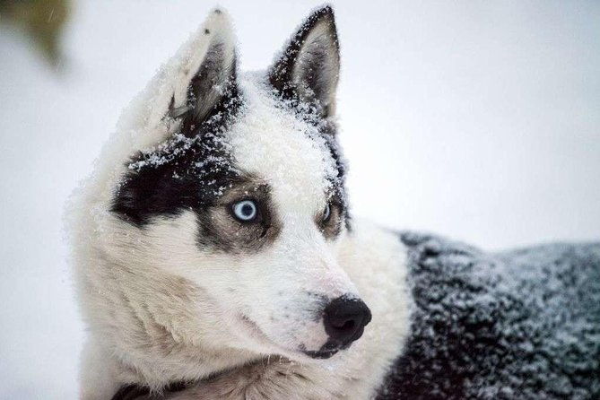 husky-safari-from-rovaniemi-including-a-husky-sled-ride