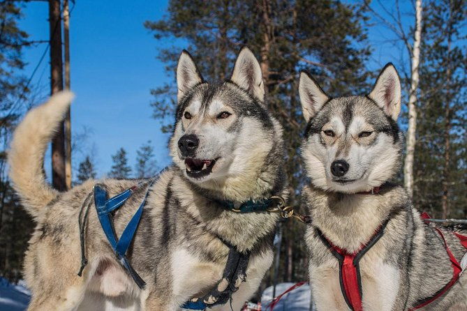 husky-safari-from-rovaniemi-including-a-husky-sled-ride