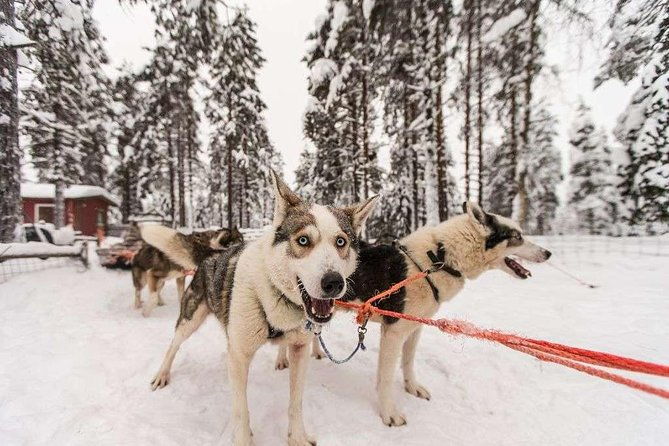 husky-safari-from-rovaniemi-including-a-husky-sled-ride