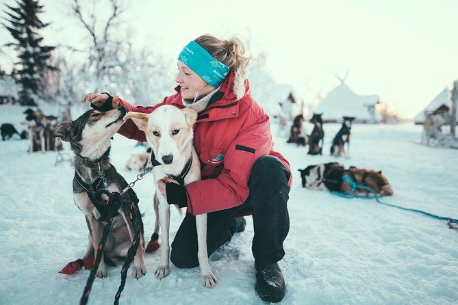 husky-sledding-self-drive-adventure-in-tromso