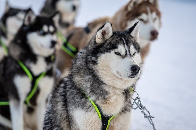 husky-sledding-self-driving-in-rovaniemi