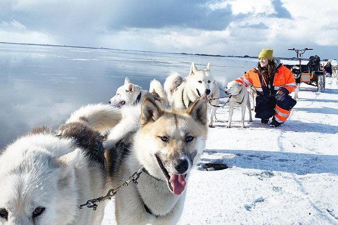 husky-sledding-small-group-tour-from-capital-region