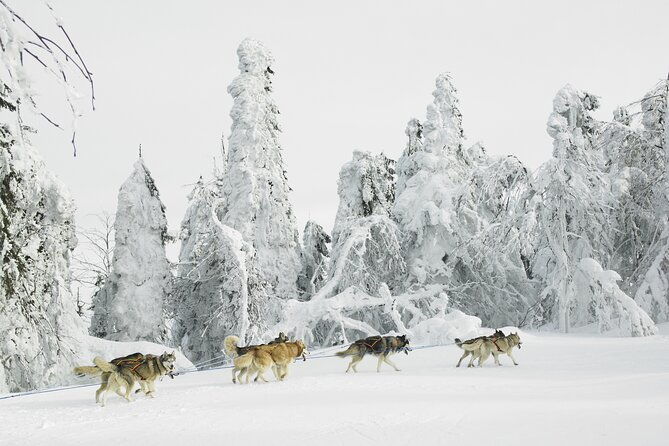 husky-sledding-tour